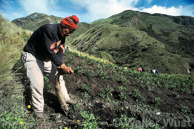 Agricultor con chaquitaclla, Calquichico