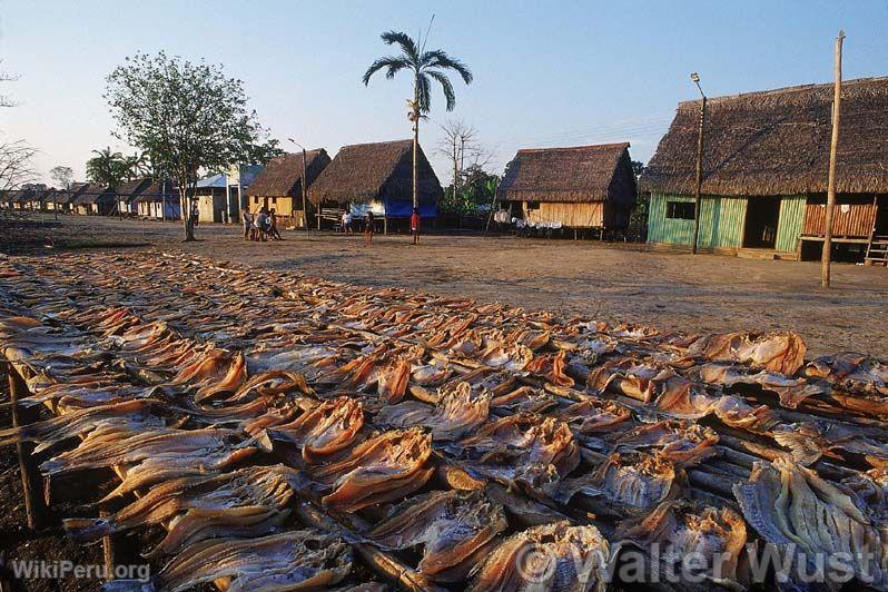 Seca de pescados en Puinahua, Requena