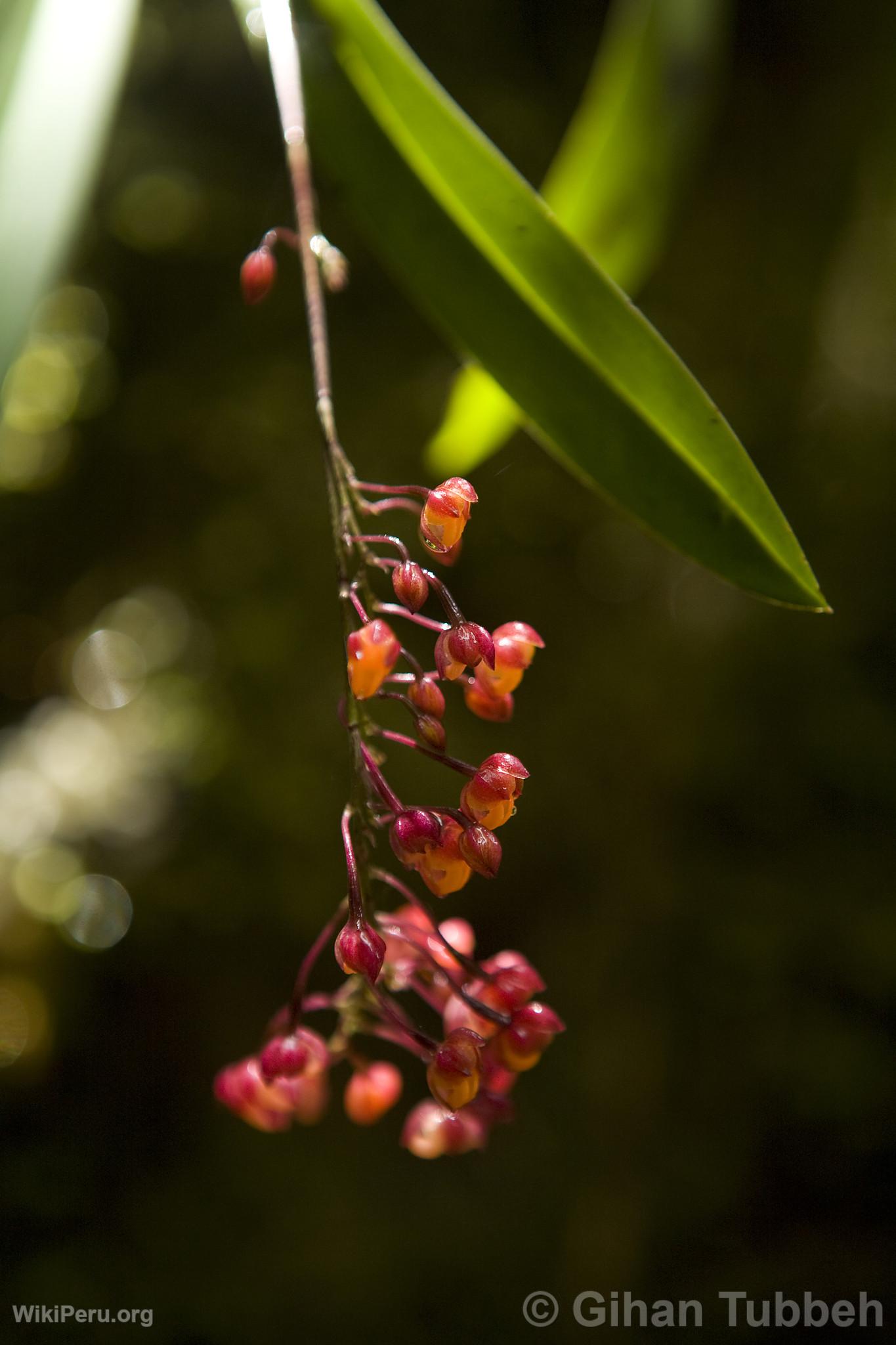 Orqudea en Choquequirao