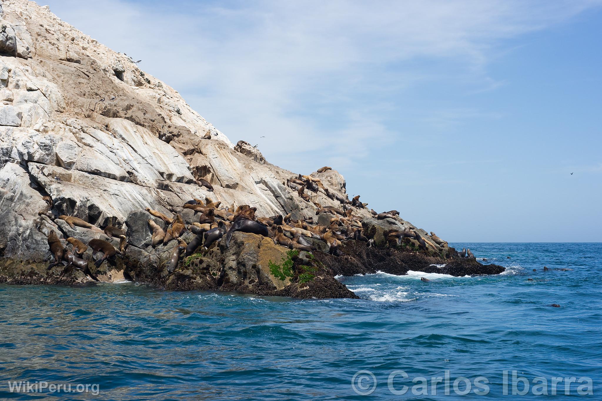 Lobos marinos chuscos