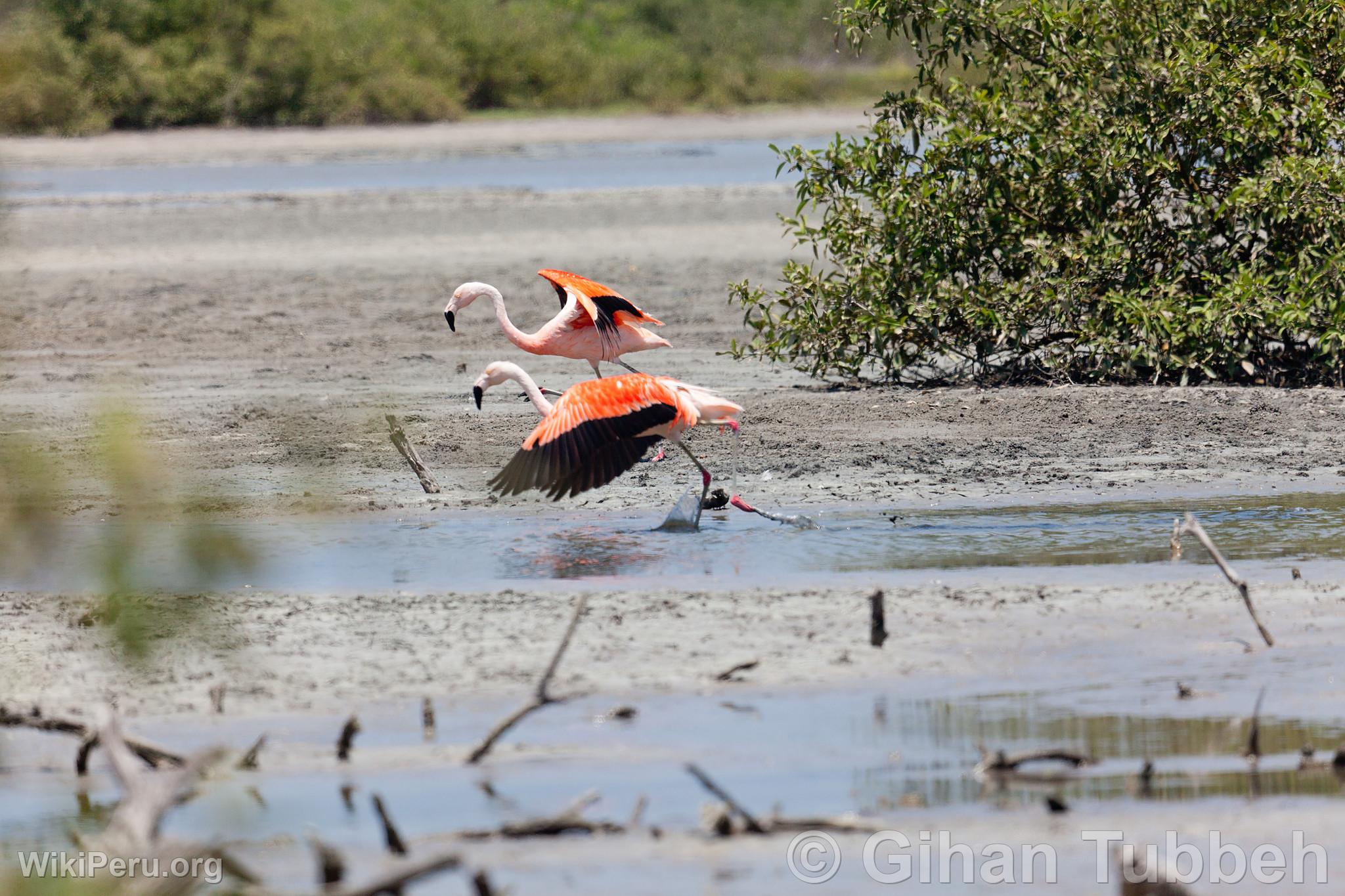 Flamencos o parihuanas en los manglares de Tumbes