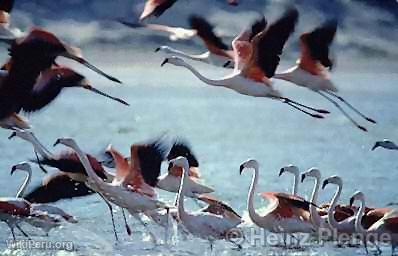 Flamencos, Paracas