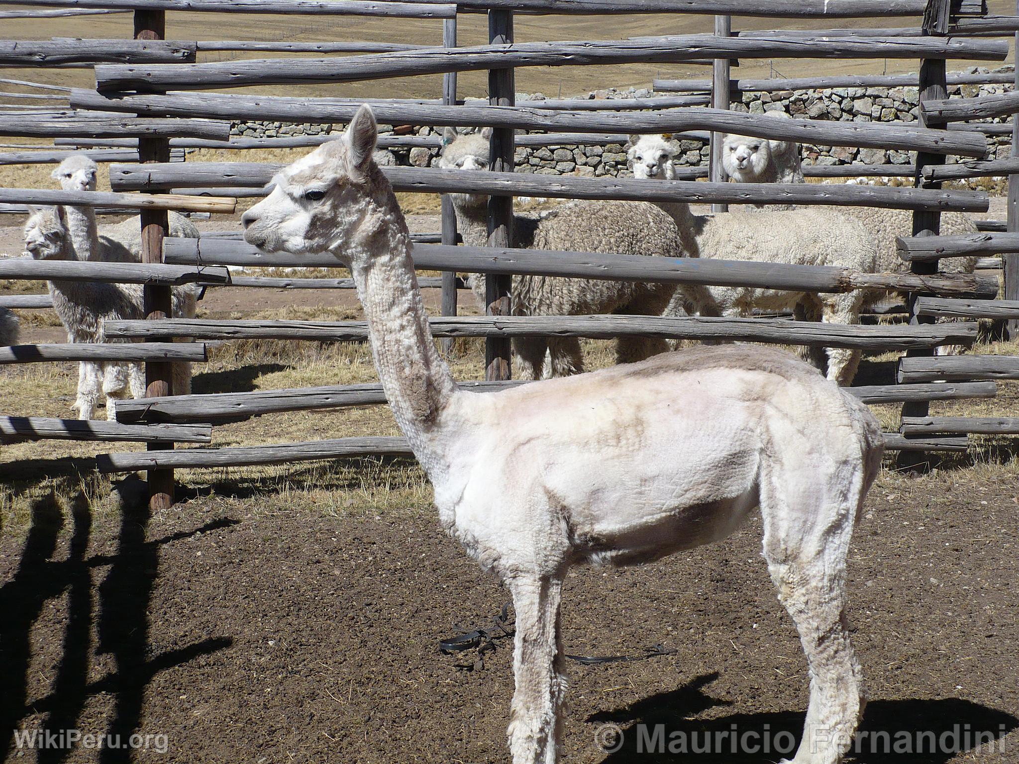 Esquila de alpacas