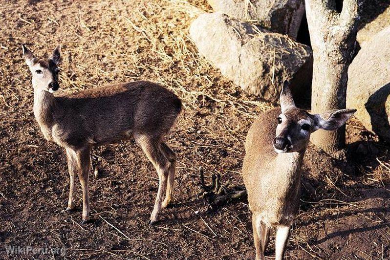 Venado