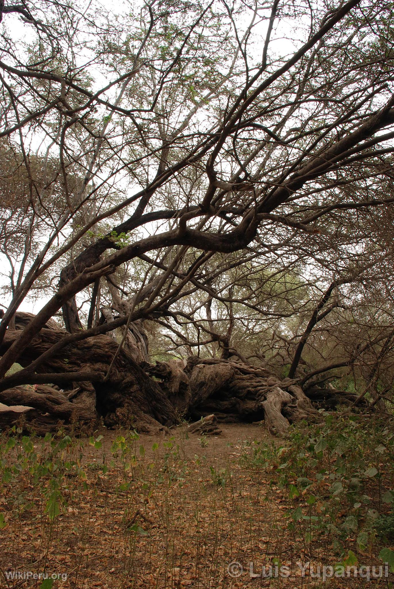 Bosque de Pmac