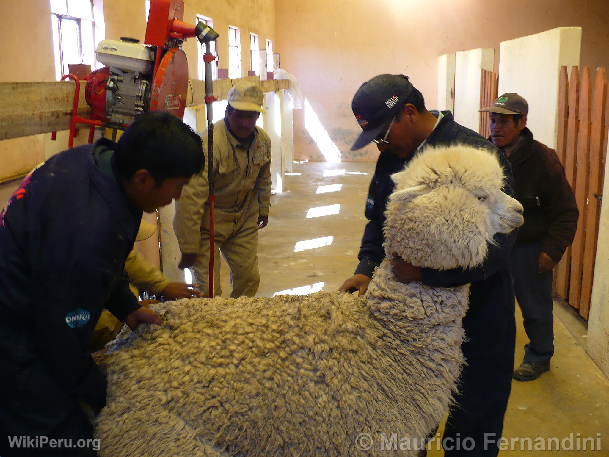 Esquila de alpacas