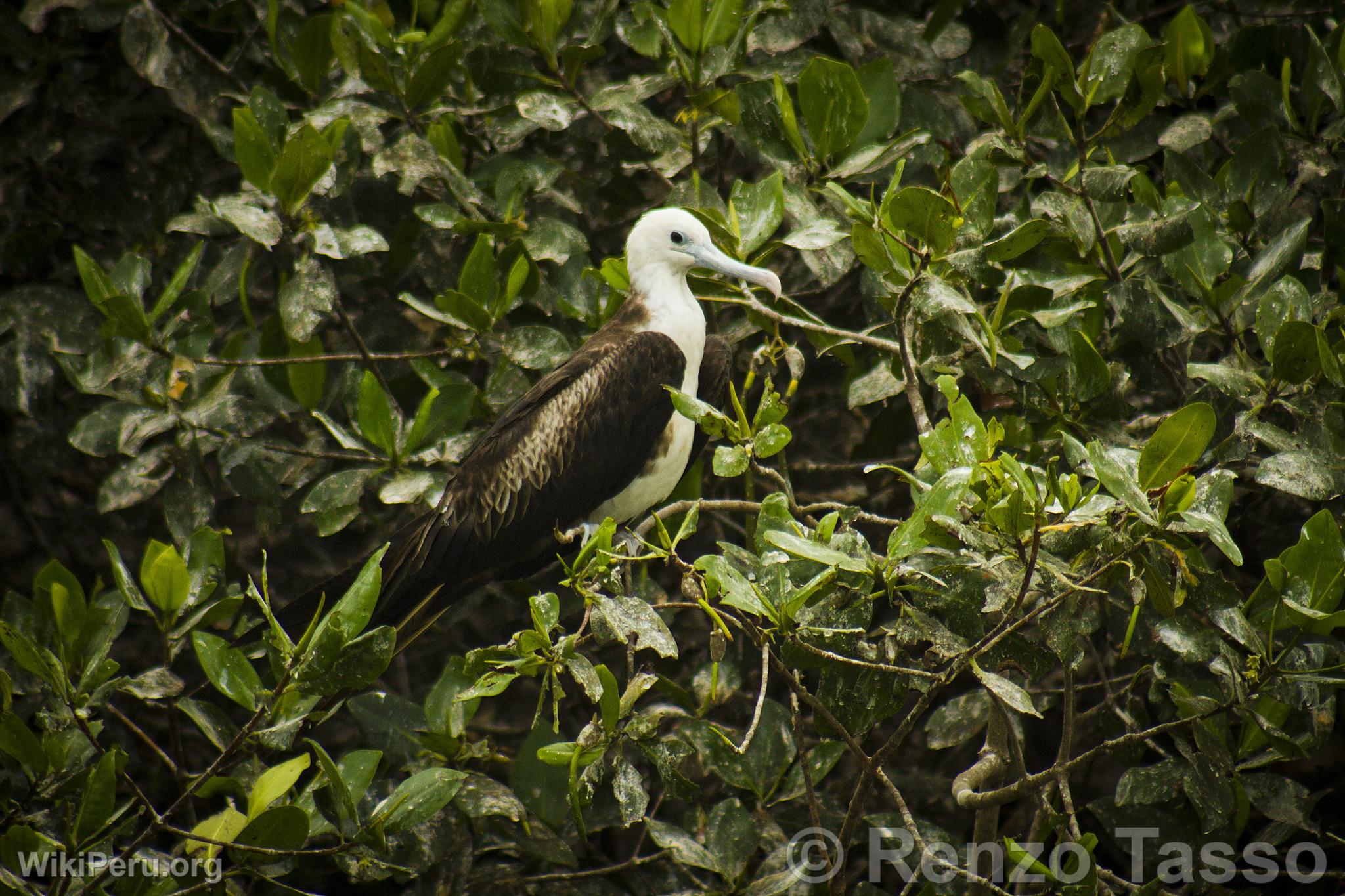 Manglares de Puerto Pizarro