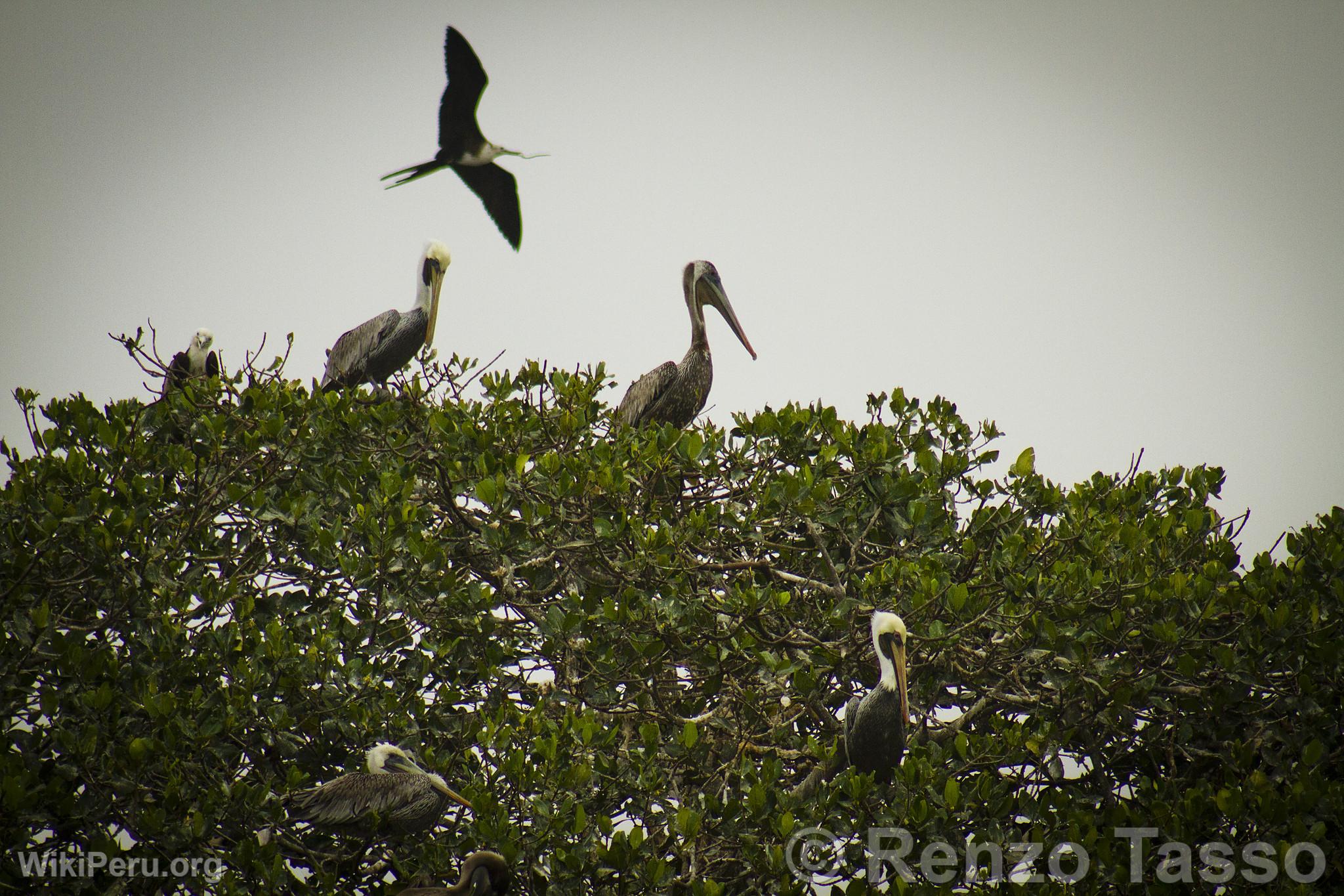 Manglares de Puerto Pizarro