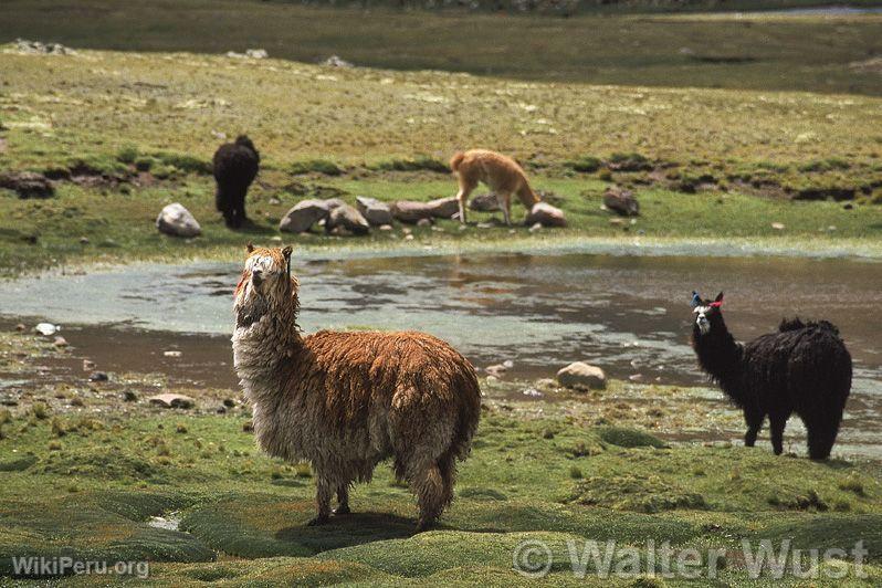 Alpacas