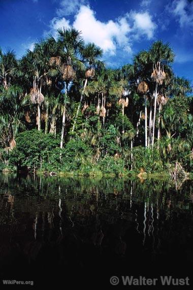 Aguaje (Mauritia flexuosa)