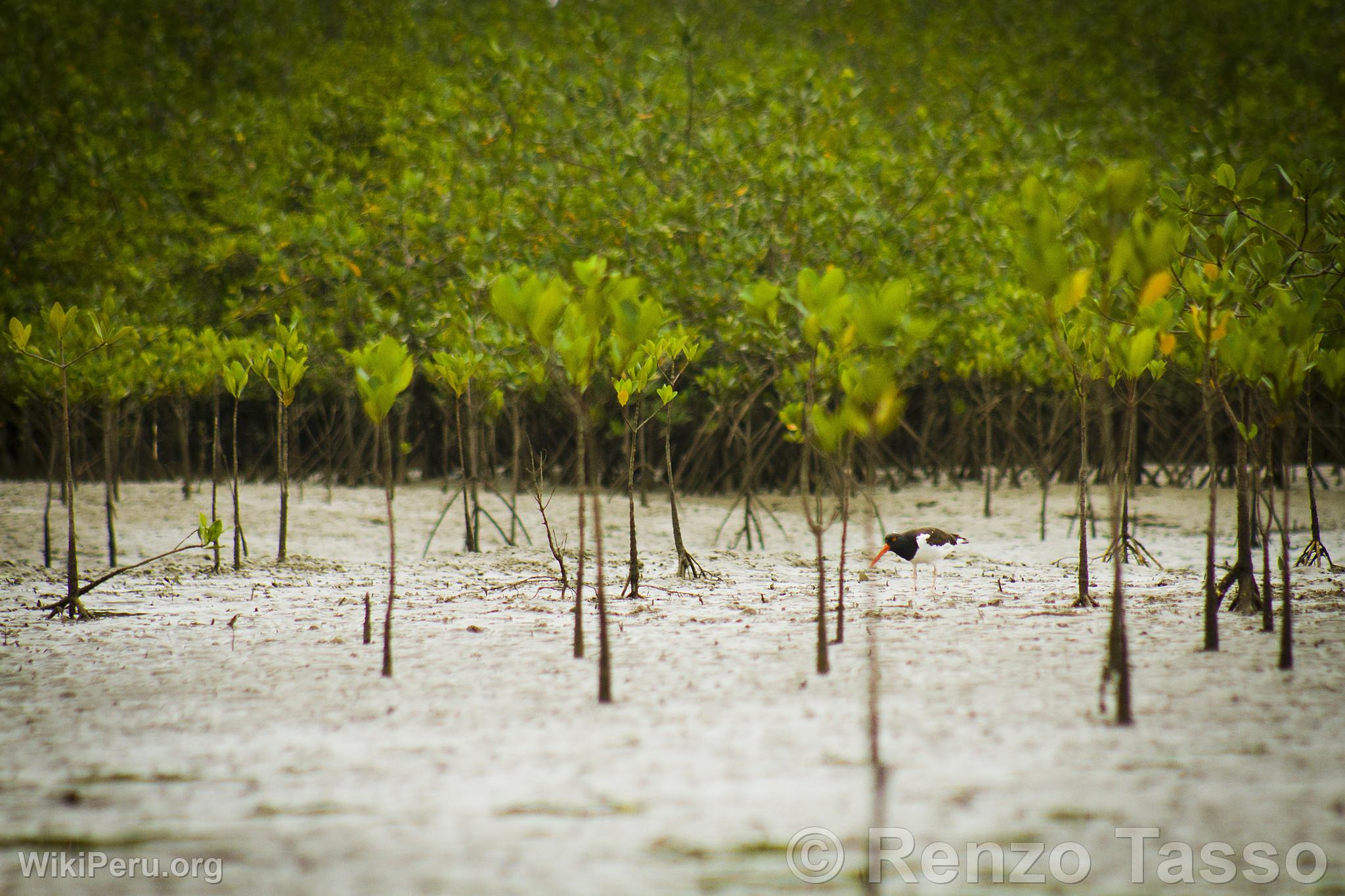 Manglares de Puerto Pizarro