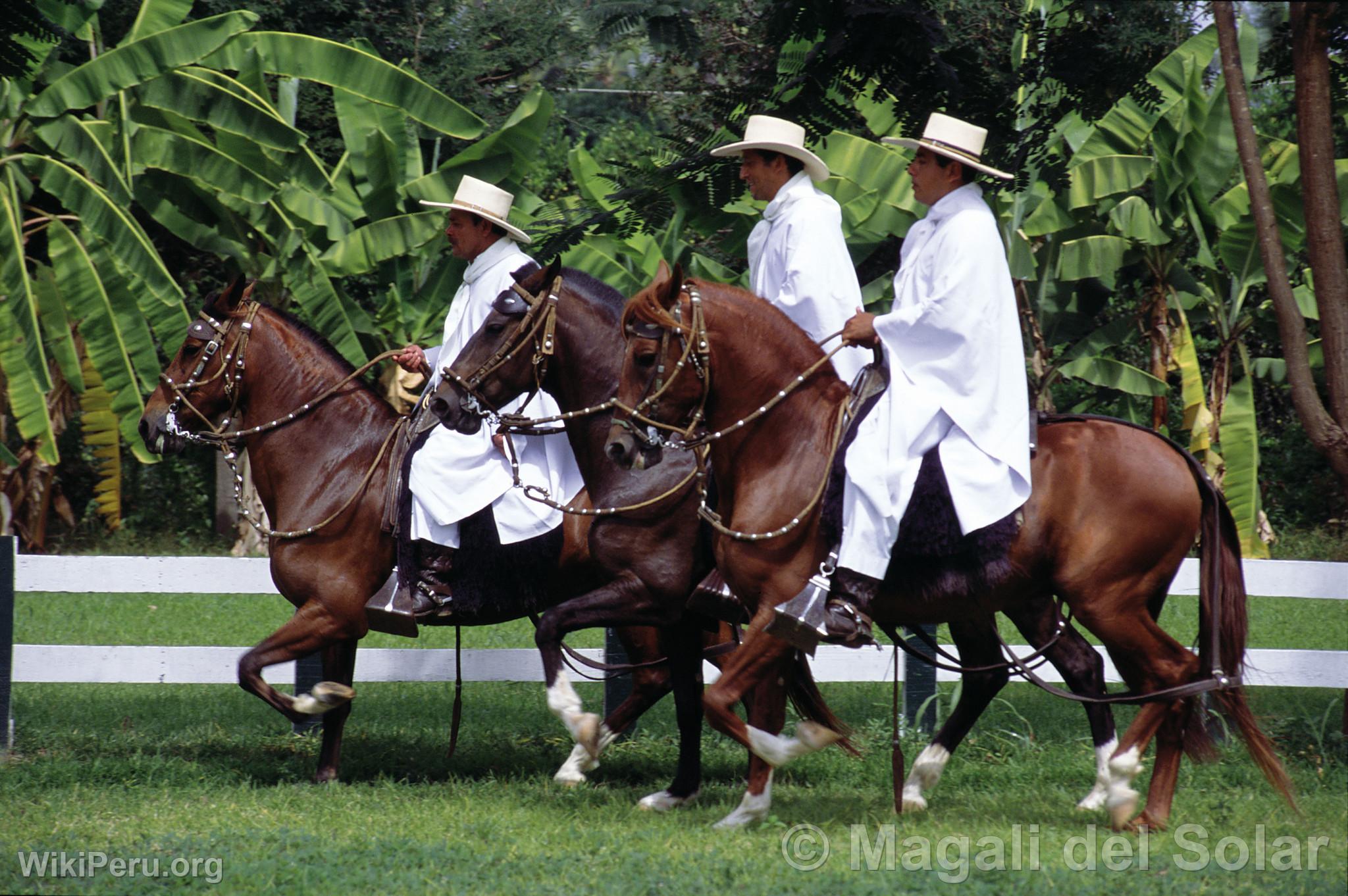 Caballos de paso en Motupe