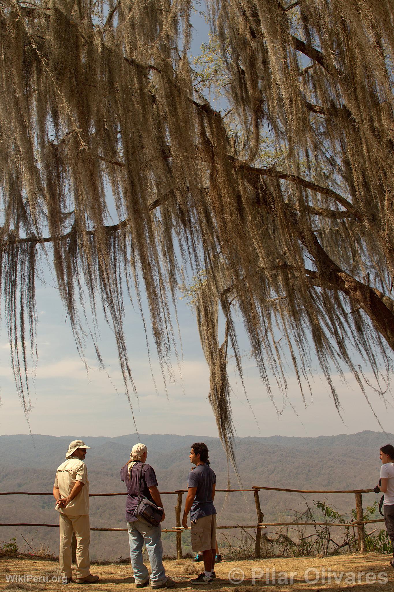 Turistas en los Cerros de Amotape