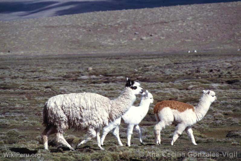 Alpacas