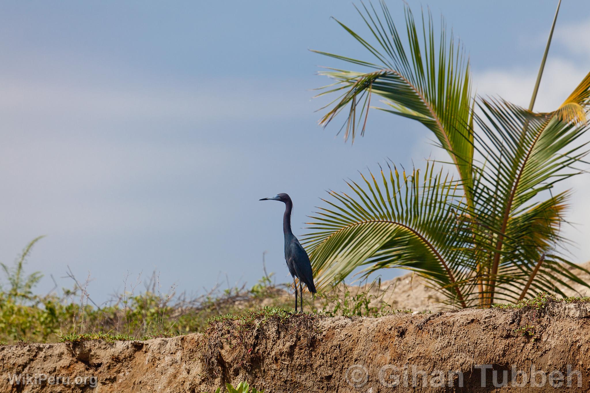 Garcita Azul en los Manglares de Tumbes