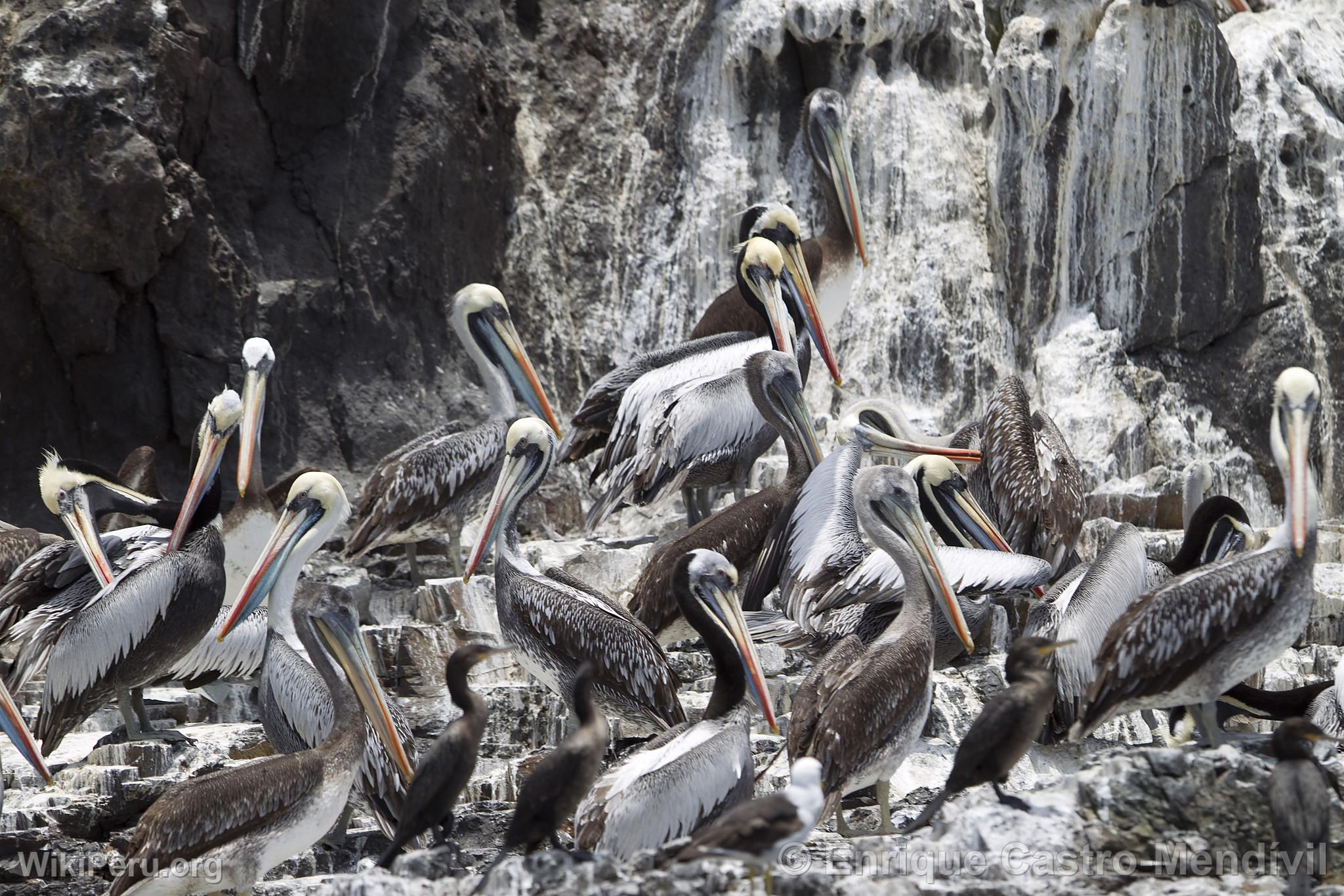 Pelcanos en la isla de Asia