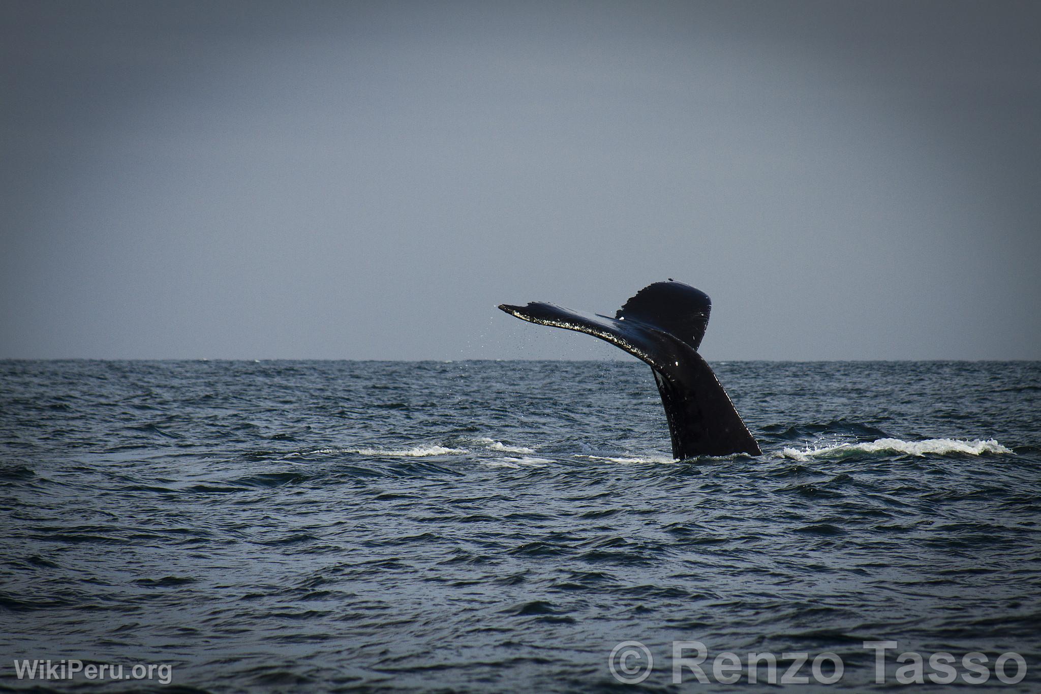 Avistamiento de ballenas