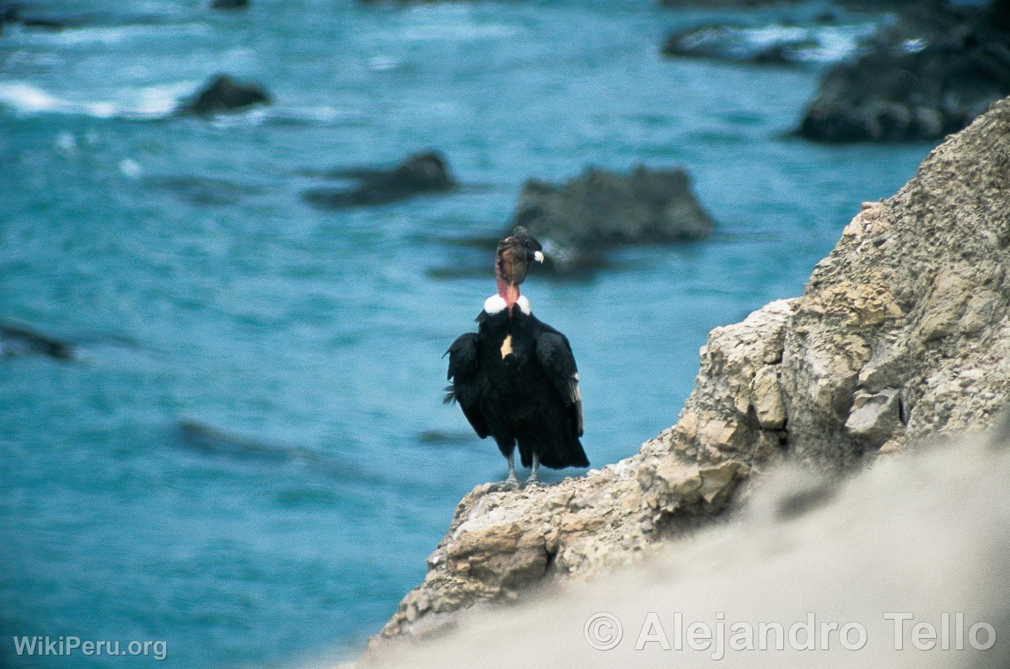 Condor andino en la bahia San Fernando