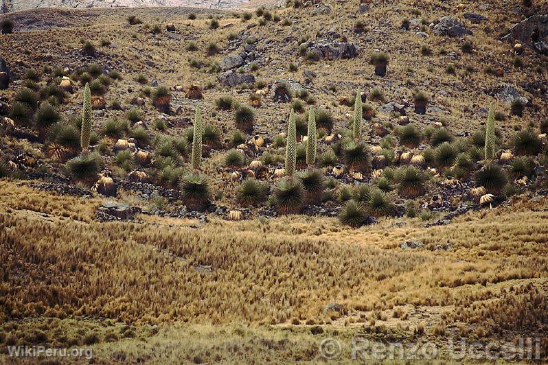 Bosque de puyas Raimondi