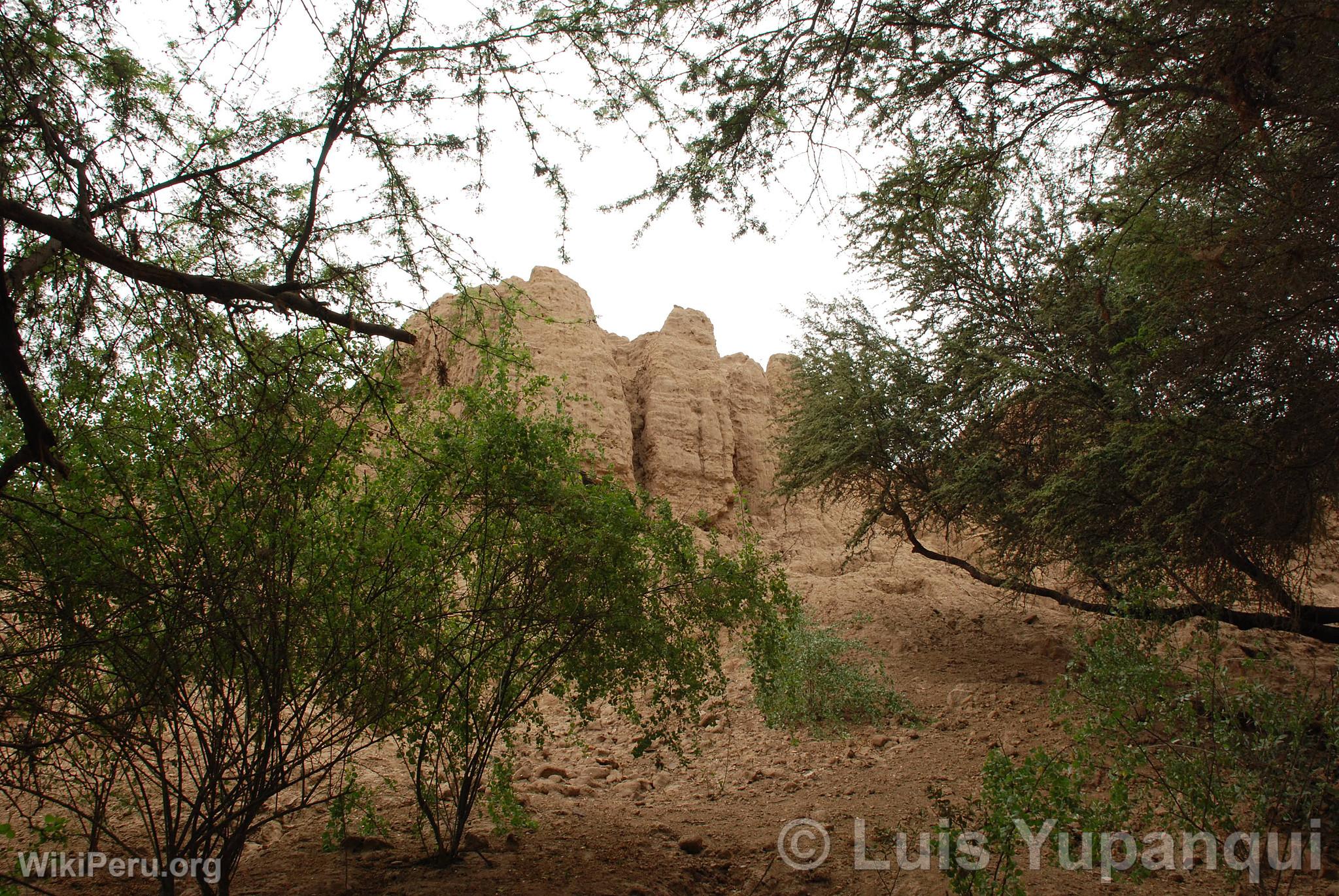 Bosque de Pmac