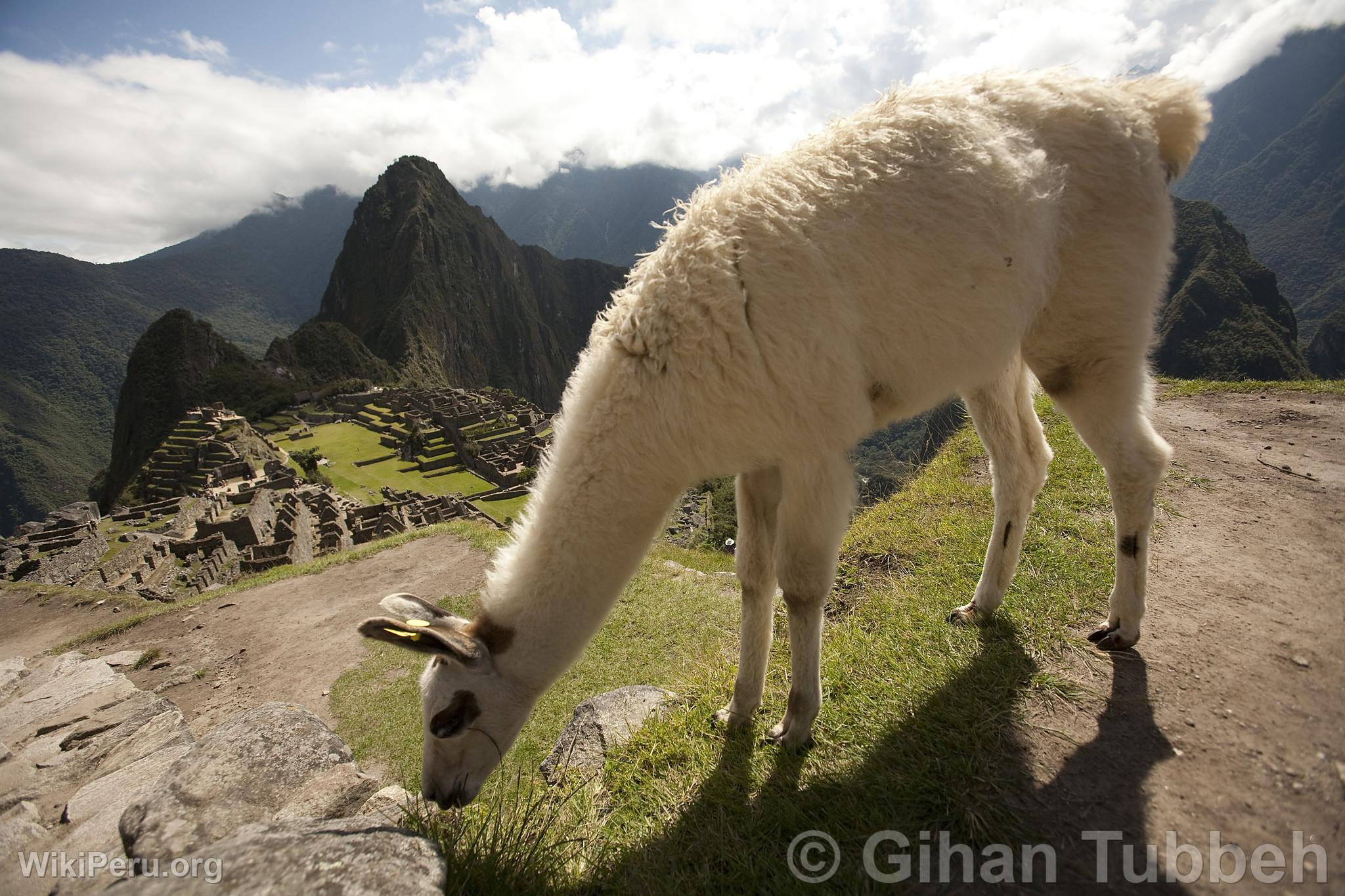 Ciudadela de Machu Picchu