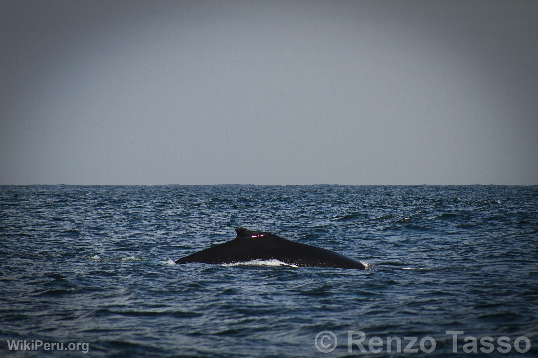 Avistamiento de ballenas