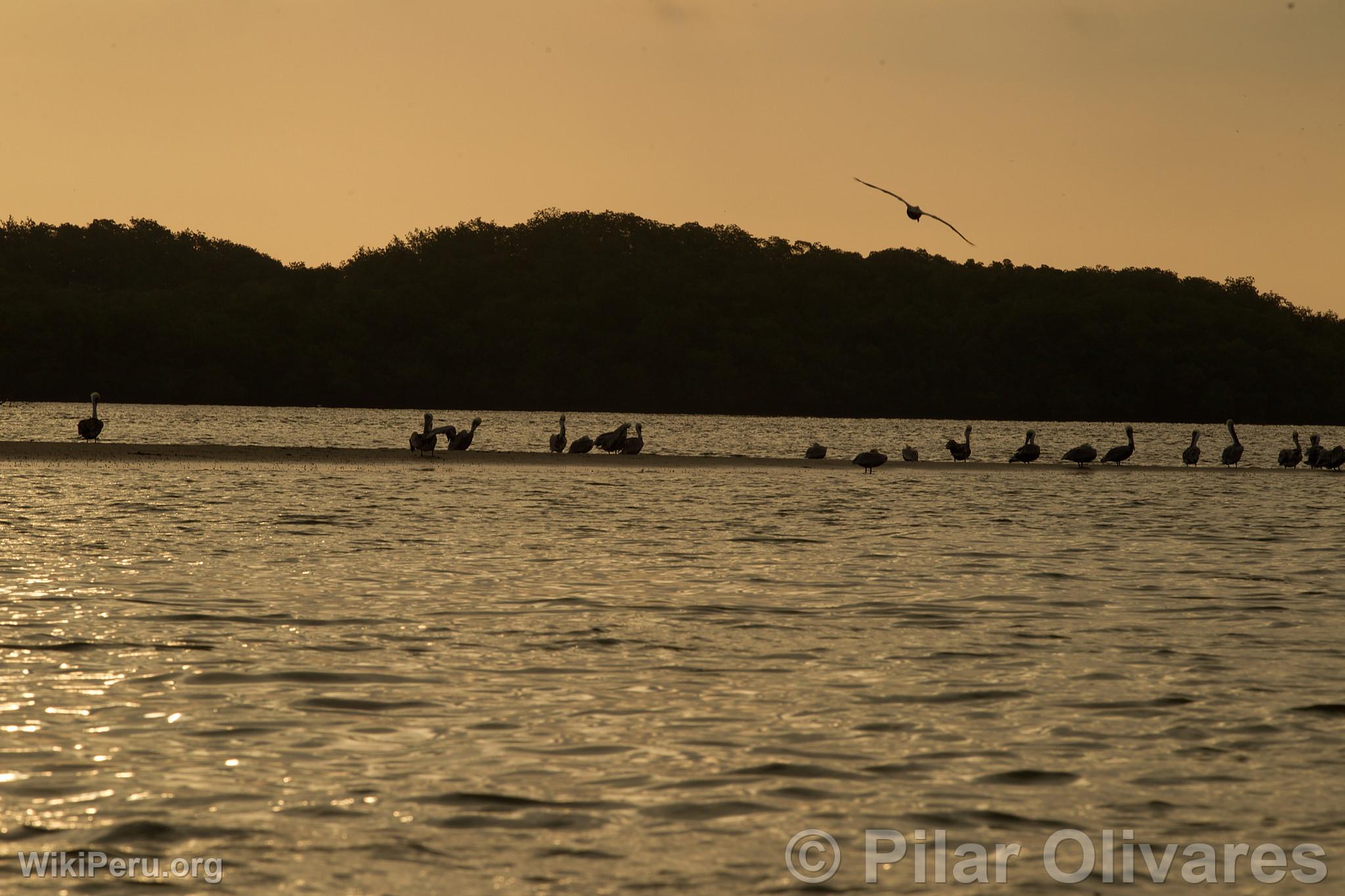 Manglares de Tumbes