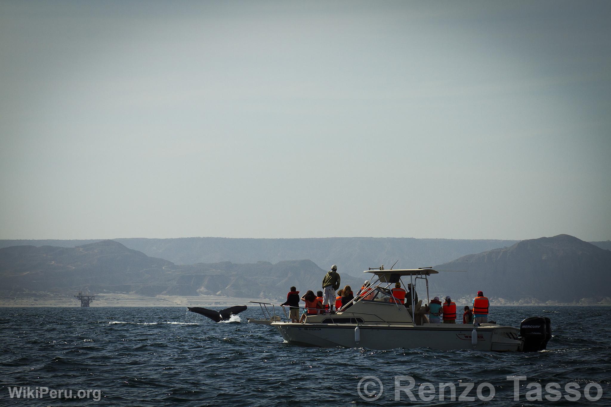 Avistamiento de ballenas