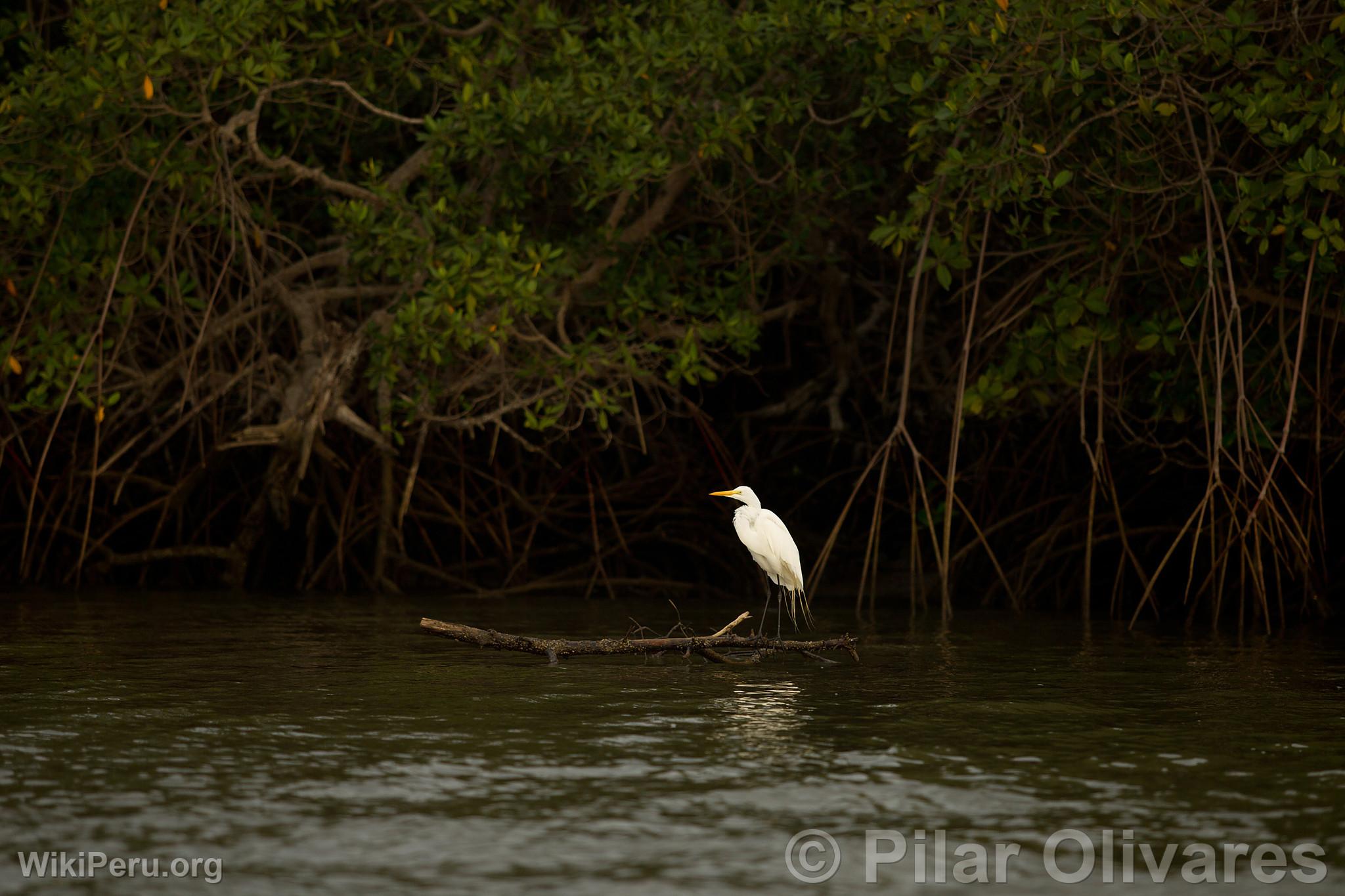 Garza grande en los manglares de Tumbes