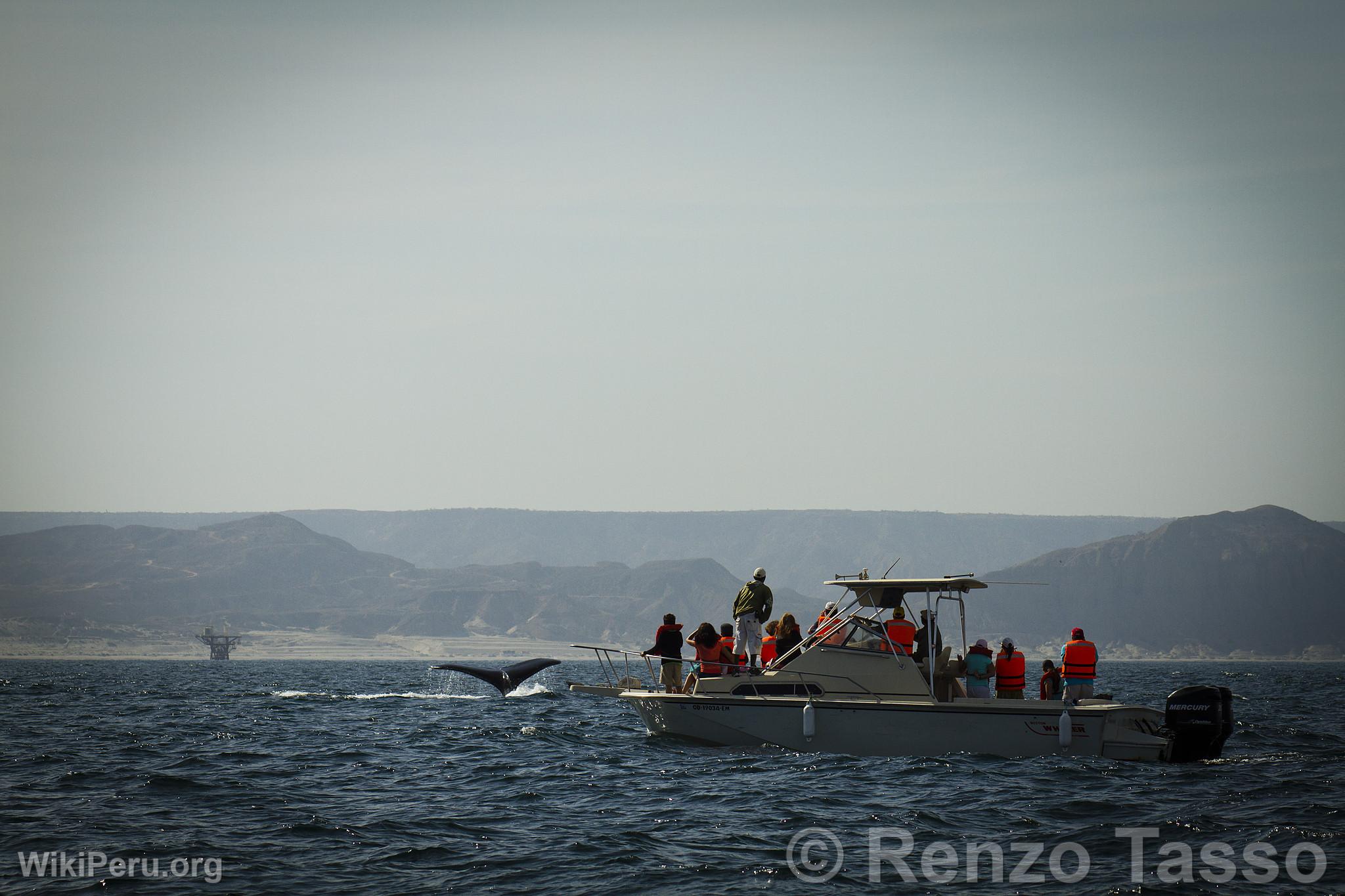 Avistamiento de ballenas