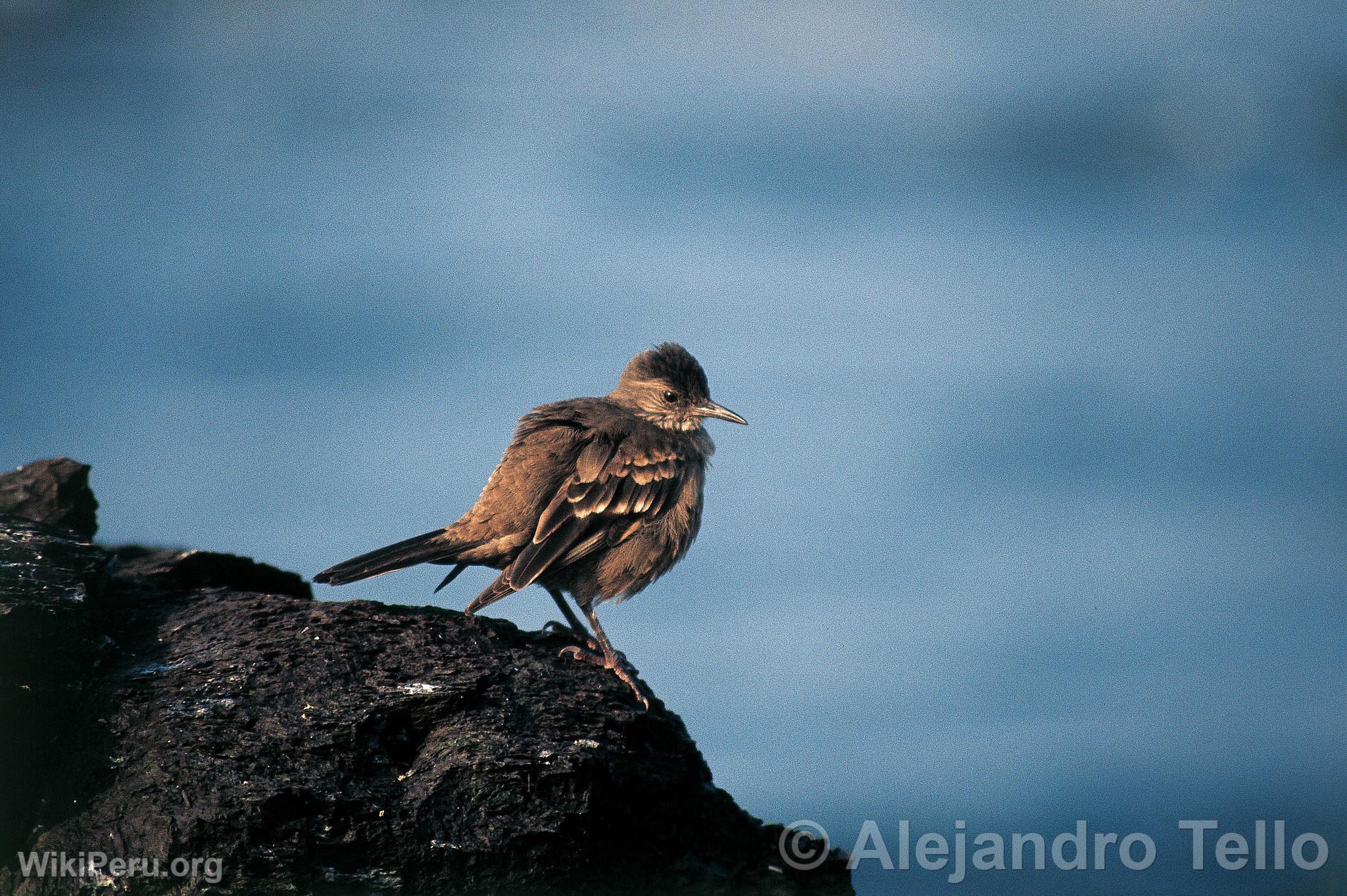 Marisquero, Paracas