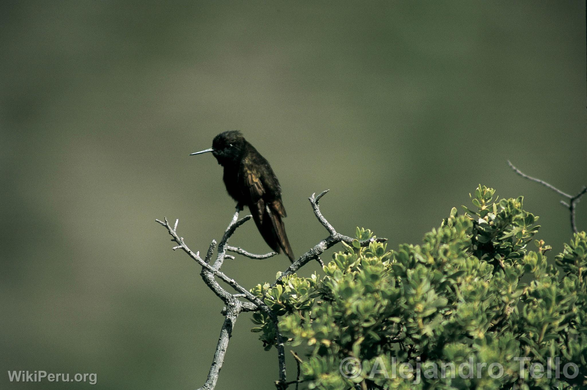 Colibri negro