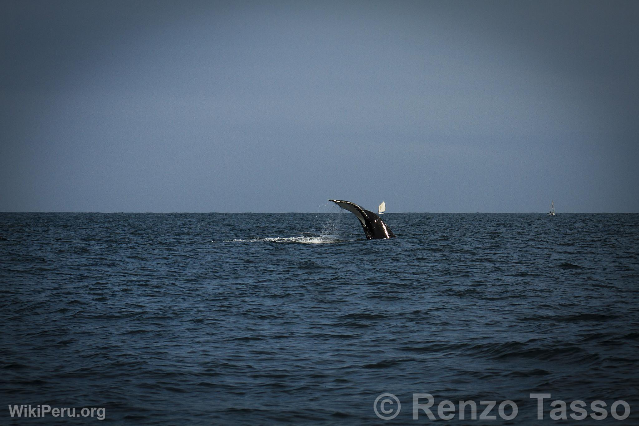 Avistamiento de ballenas