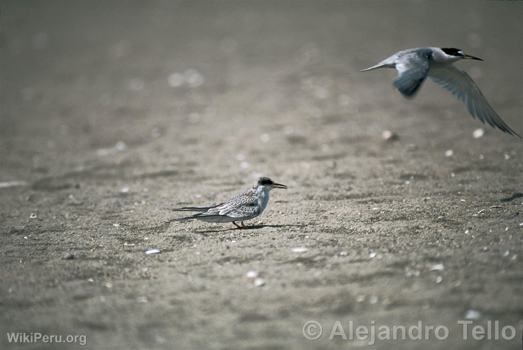 Gaviotines peruanos, Paracas