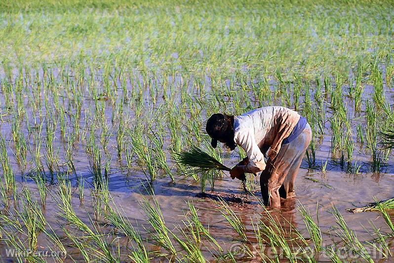 Cultivo de arroz