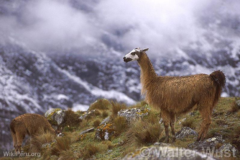 Llamas al pie del Huagurundur