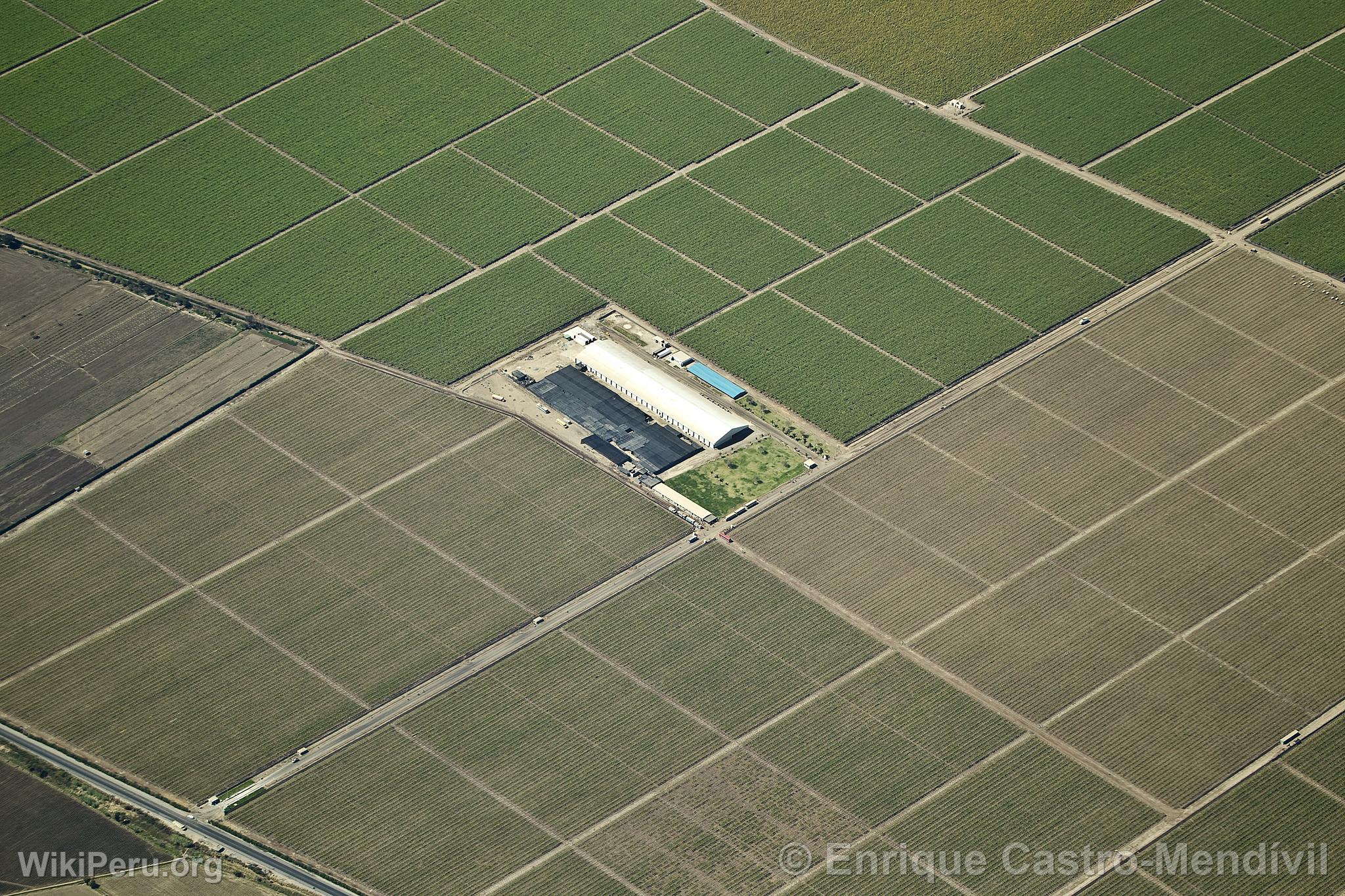 Campos de cultivo en Nasca, Nazca