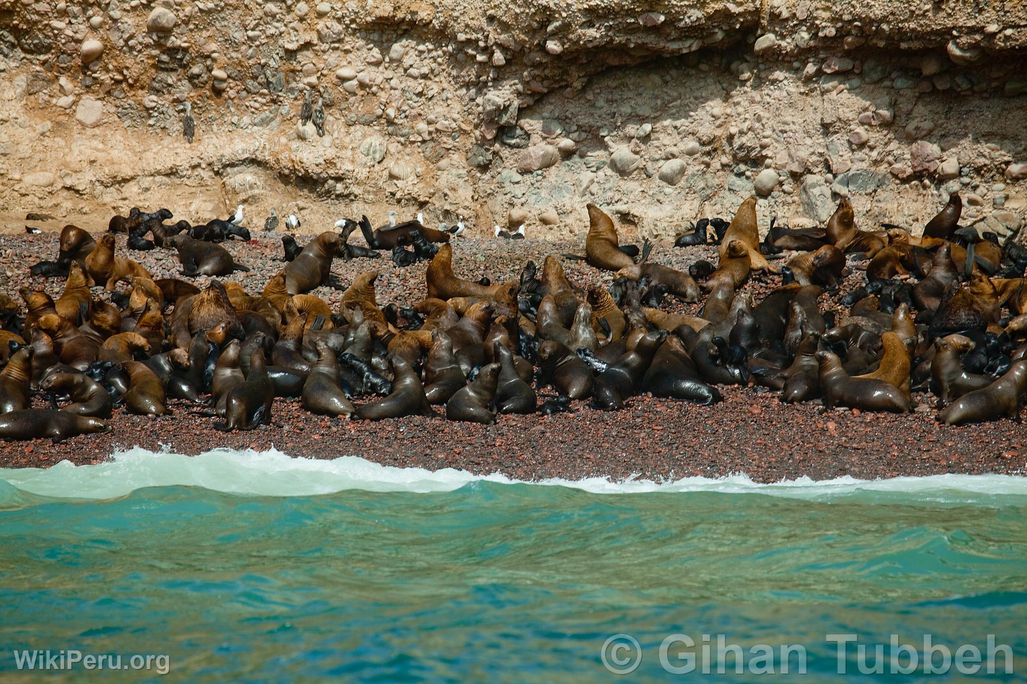 Lobos marinos