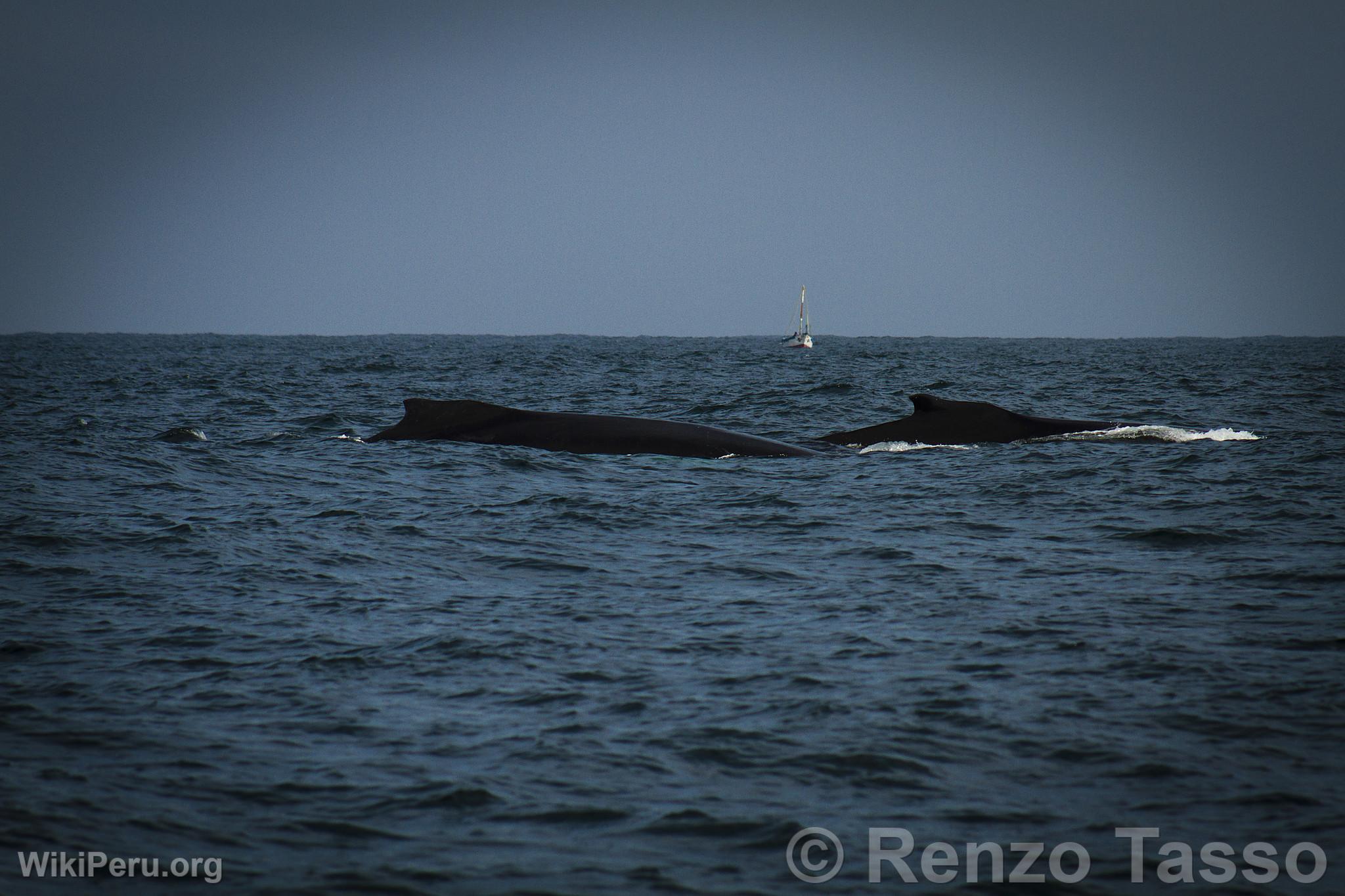 Avistamiento de ballenas