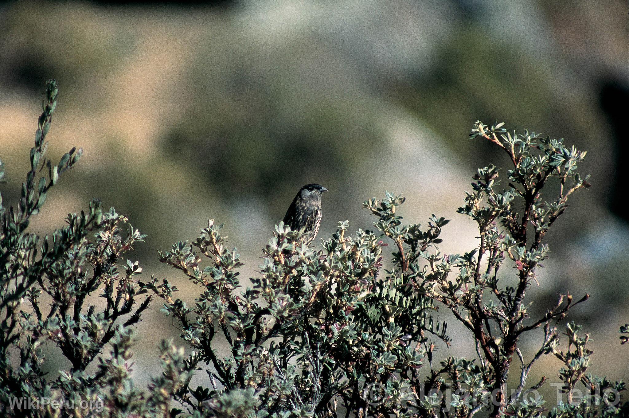 Cotinga de cachete blanco