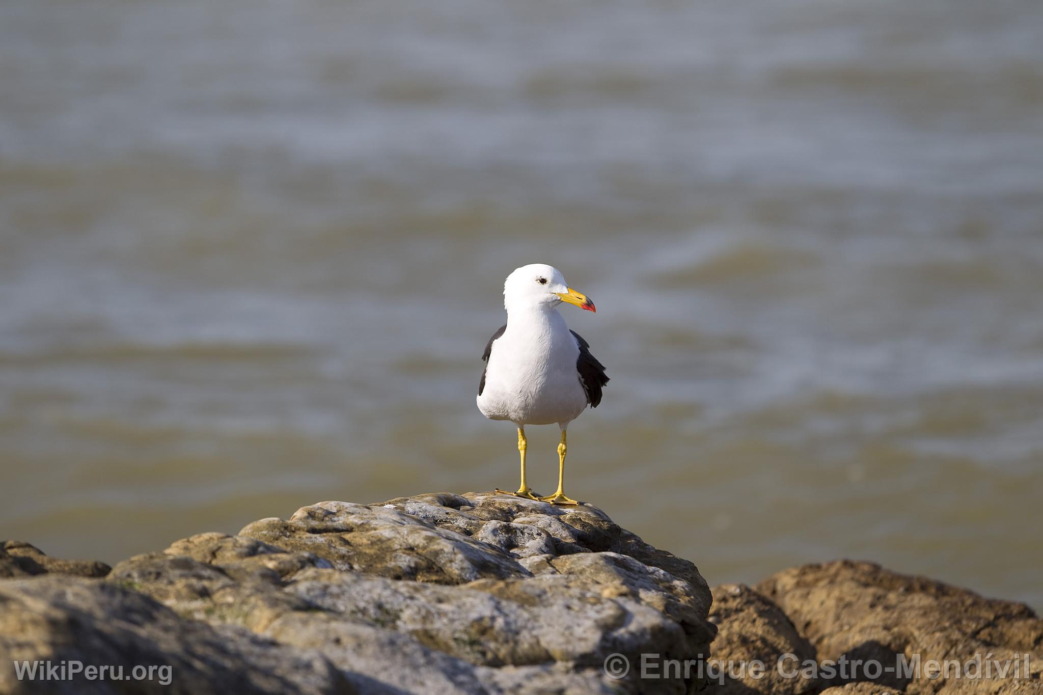 Gaviota en la playa Lagunillas