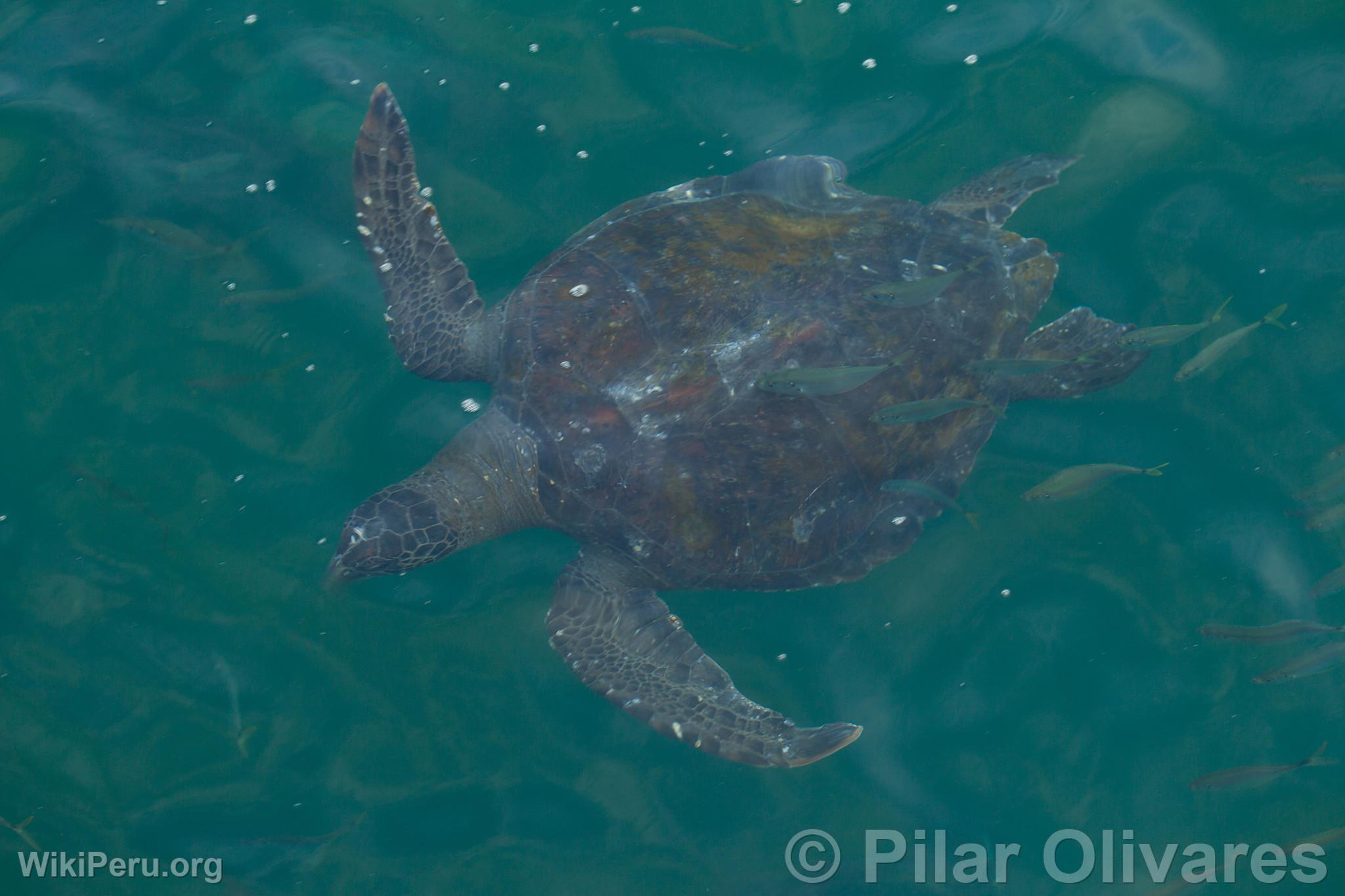 Tortuga marina en la playa Los rganos