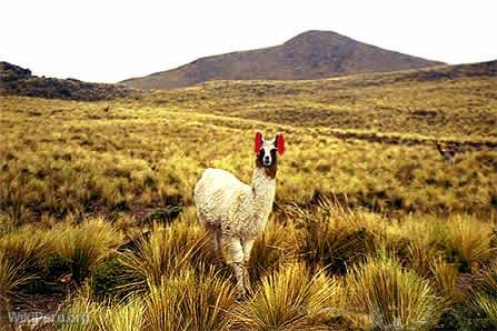 Llama, Colca