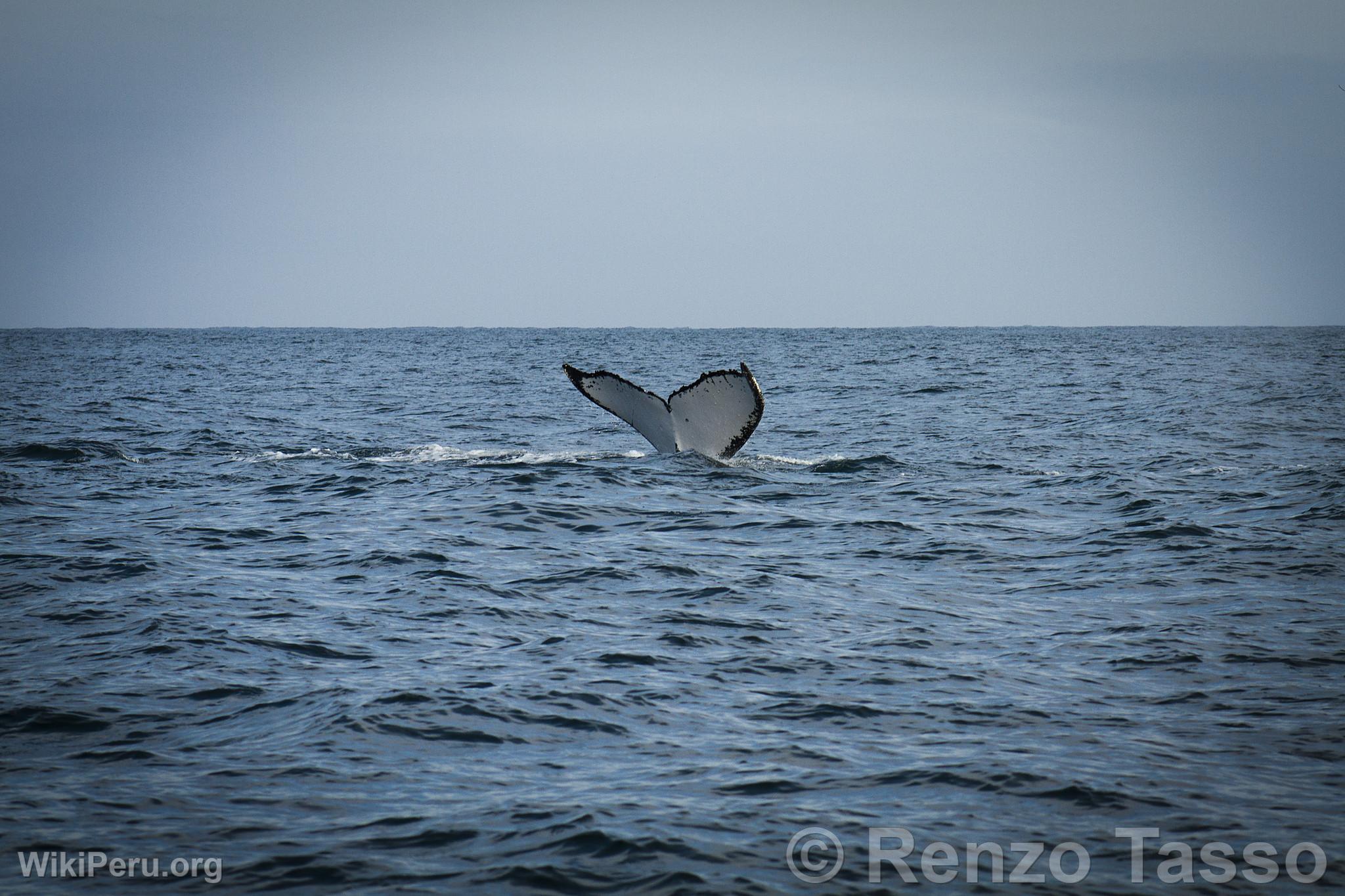 Avistamiento de ballenas