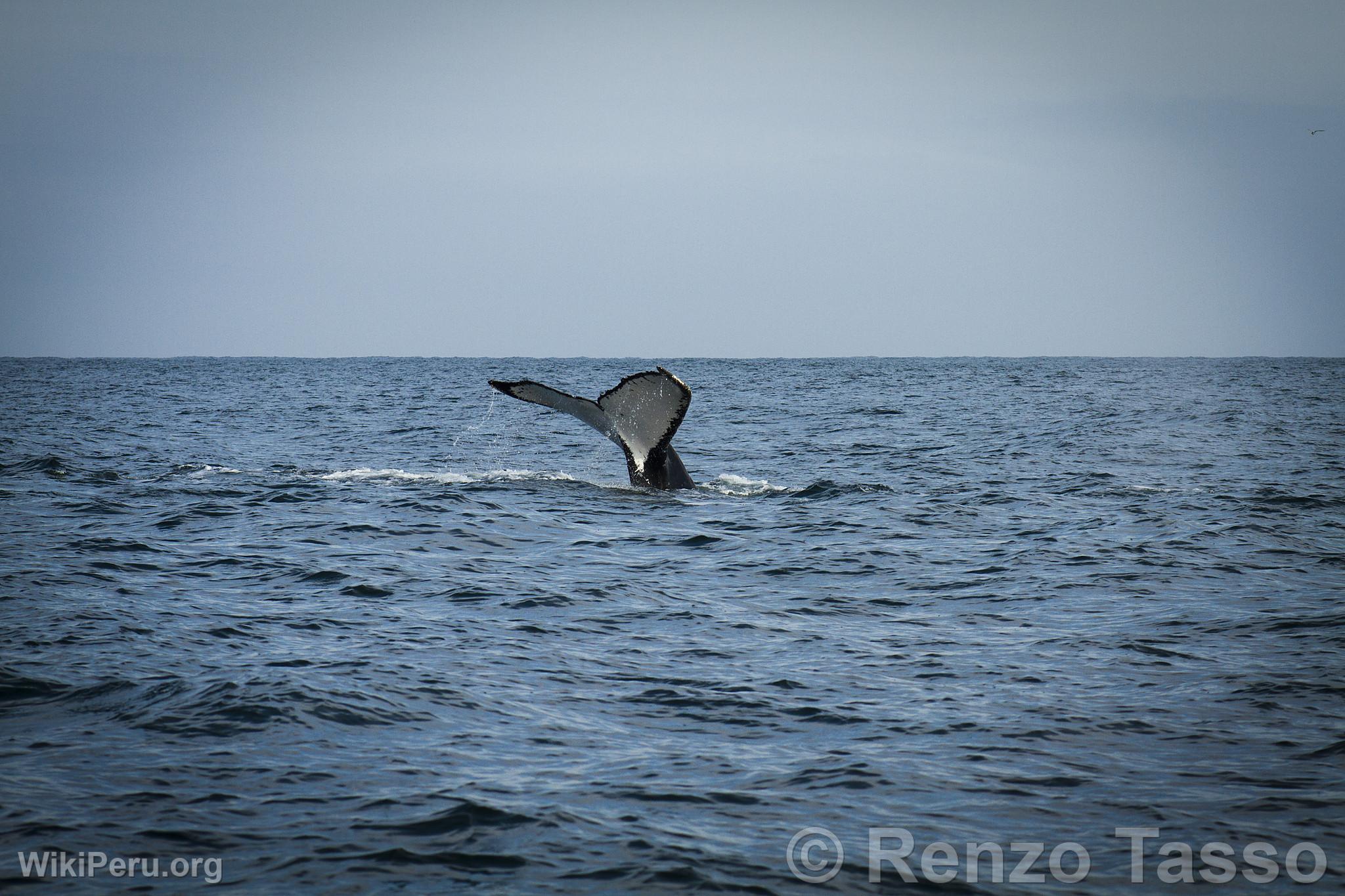 Avistamiento de ballenas