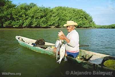 Pescador en los Manglares, Tumbes