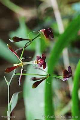 Orqudea en Pozuzo