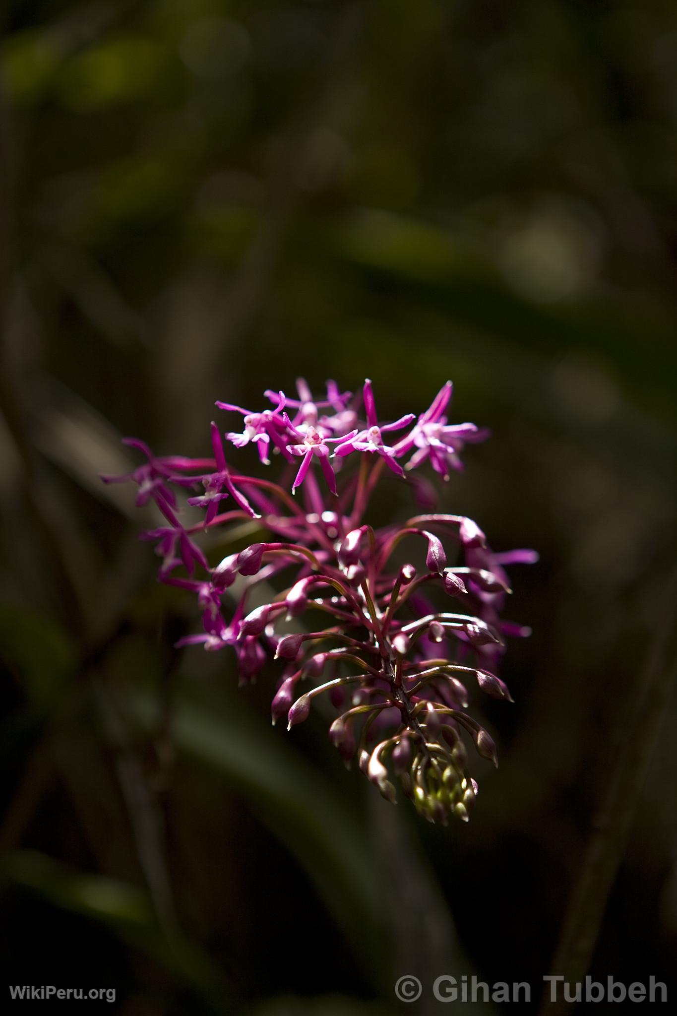 Orquidea en la ruta a Choquequirao