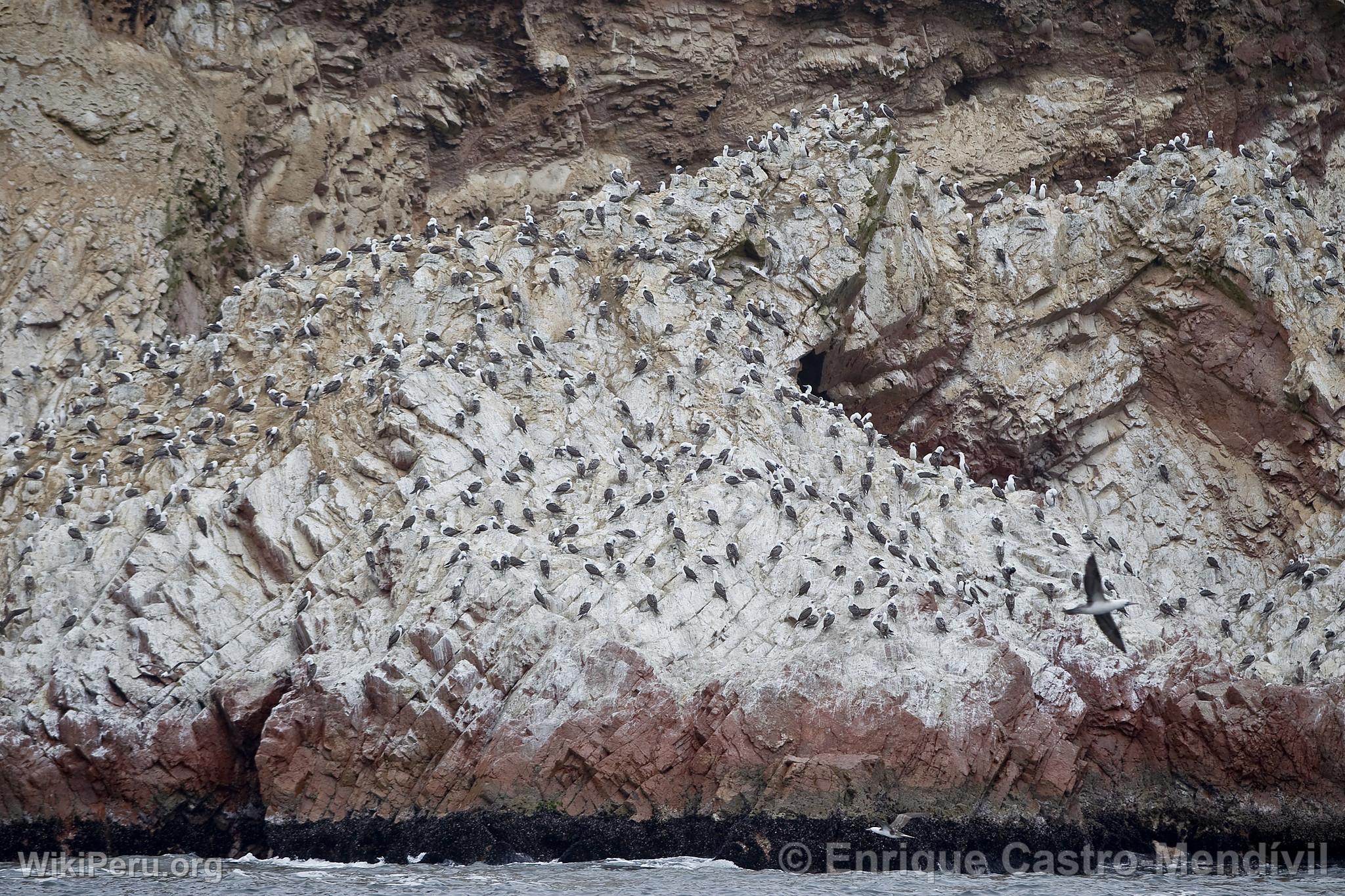 Piqueros peruanos en la reserva nacional de Paracas