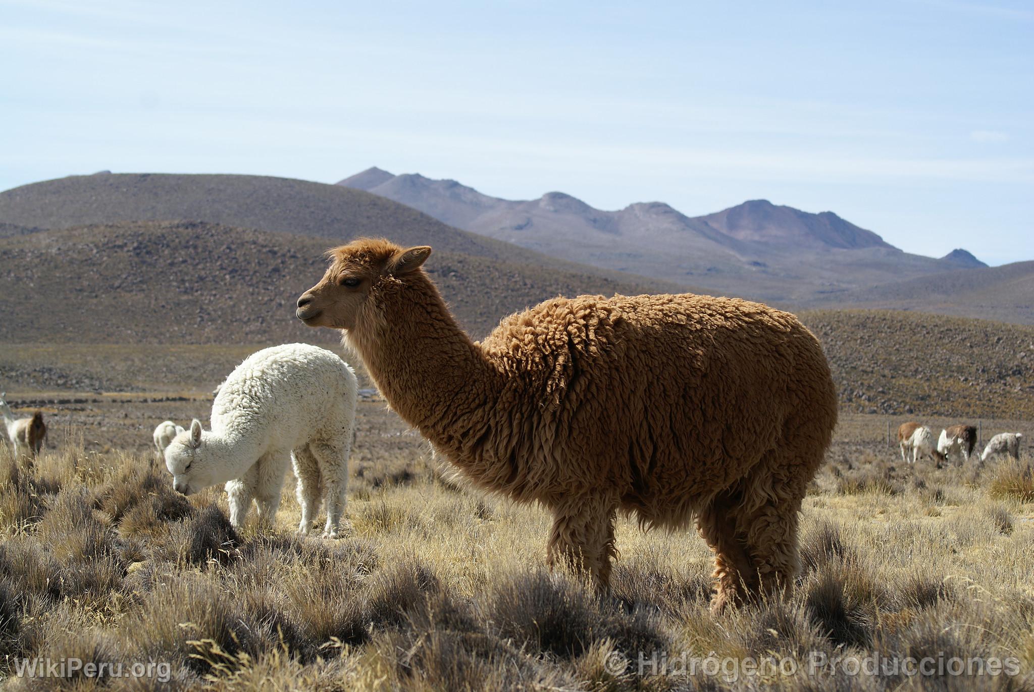 Alpacas